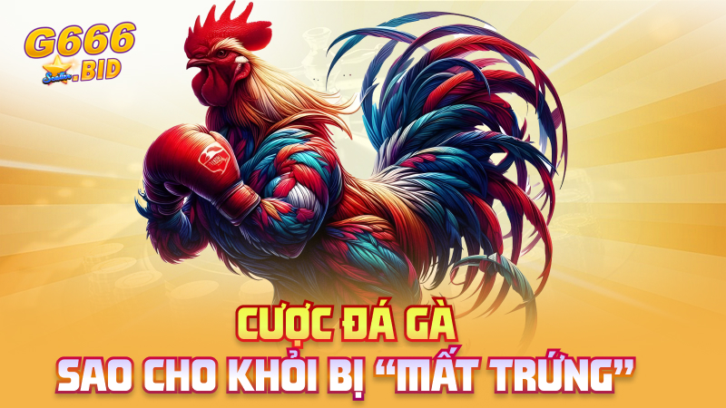 Cược đá gà sao cho khỏi bị “mất trứng”