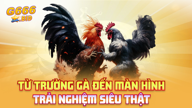 Từ trường gà đến màn hình – trải nghiệm siêu thật
