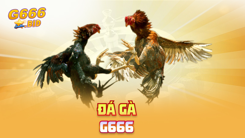 Đá gà G666
